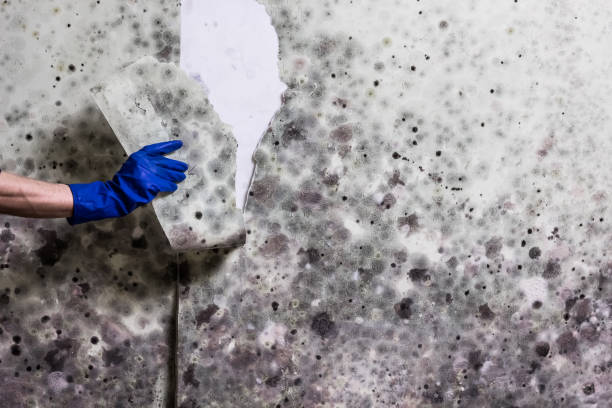 Best Commercial Mold Remediation in Fairfax, OH