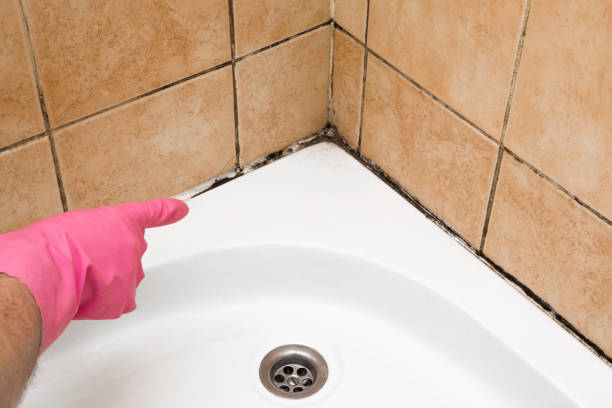 Best Preventive Mold Services in Fairfax, OH