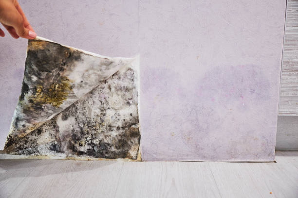 Best Attic Mold Remediation in Fairfax, OH